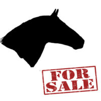 horses4sale