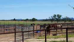 Horses are well fed