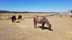 Horse eating