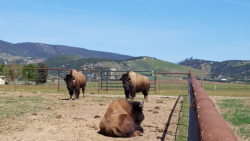 Bisons resting 3