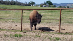 Bison near the fence