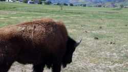 Bison close up