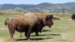More bisons